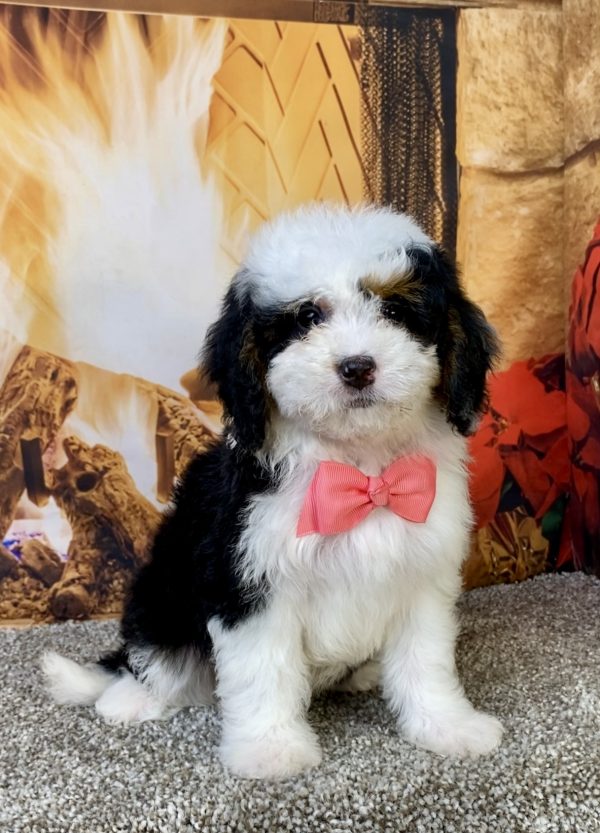 Photo of Ms. Beauty the Mini-Bernedoodle puppy