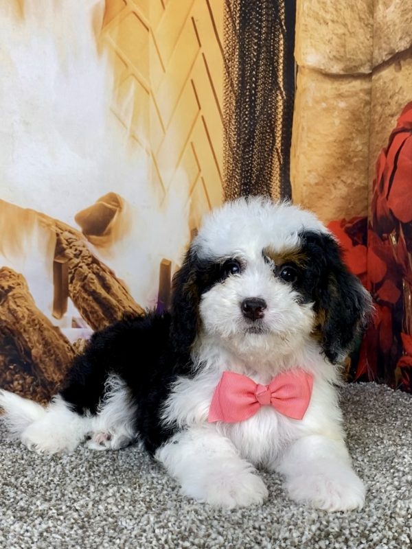 Photo of Ms. Beauty the Mini-Bernedoodle puppy