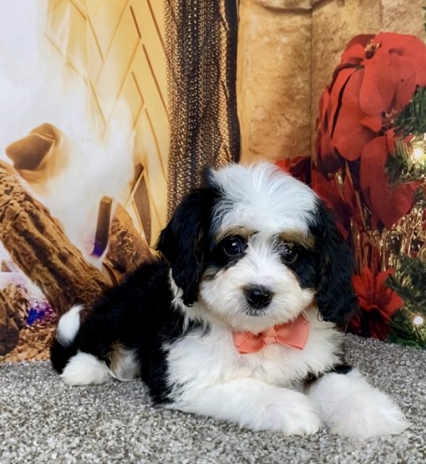 Ms. Bella the  Mini-Bernedoodle puppy