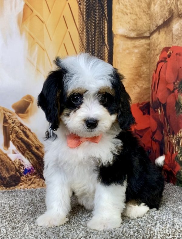 Photo of Ms. Bella the Mini-Bernedoodle puppy