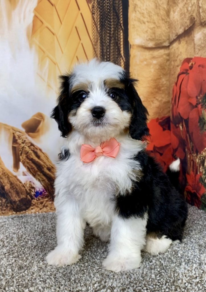 Photo of Ms. Bella the Mini-Bernedoodle puppy