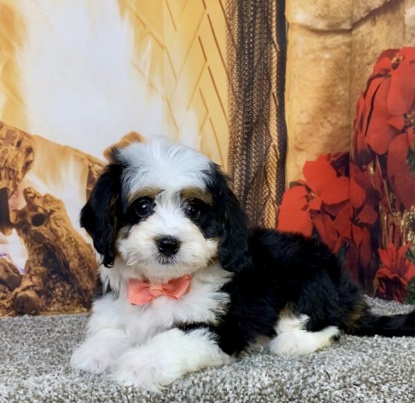 Photo of Ms. Bella the Mini-Bernedoodle puppy