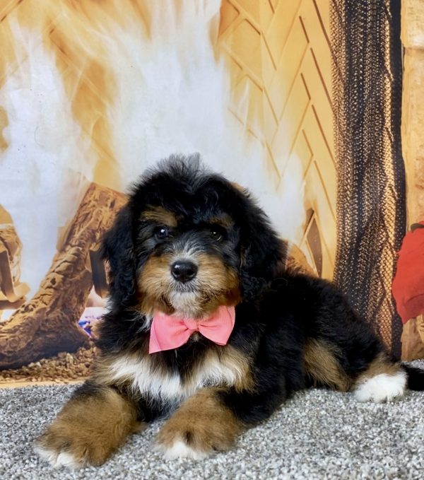 Ms. Betsy the  Mini-Bernedoodle puppy