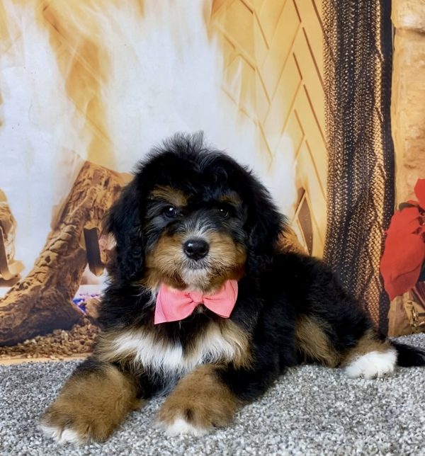 Photo of Ms. Betsy the Mini-Bernedoodle puppy