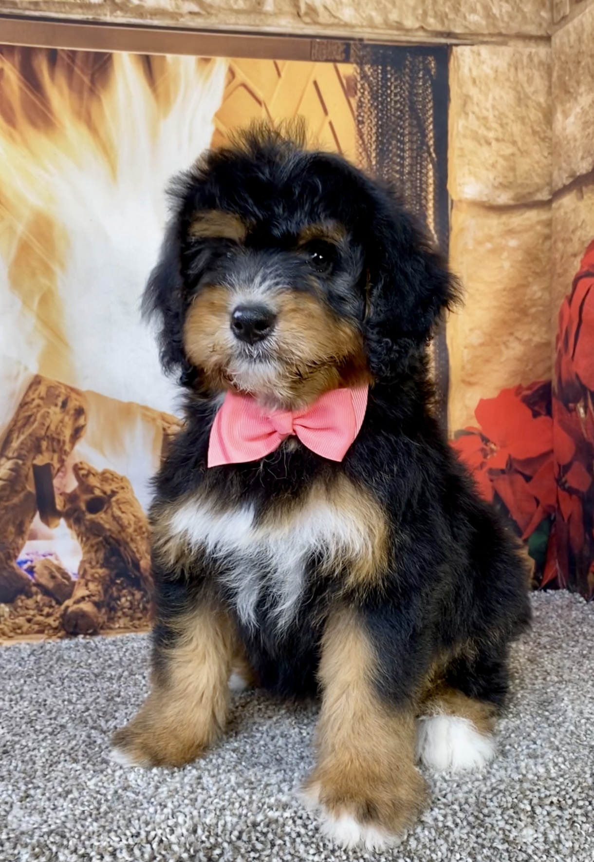 Photo of Ms. Betsy the Mini-Bernedoodle puppy