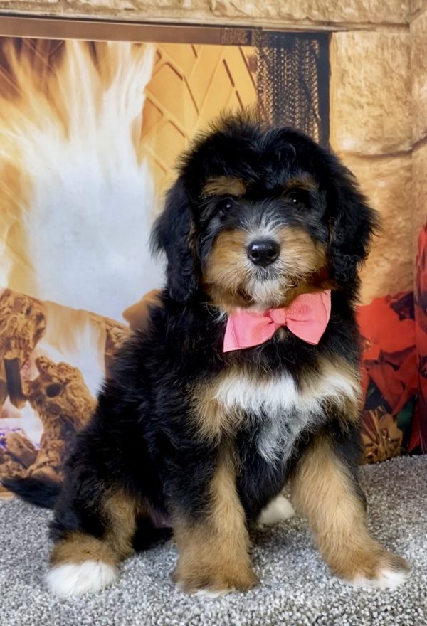 Photo of Ms. Betsy the Mini-Bernedoodle puppy