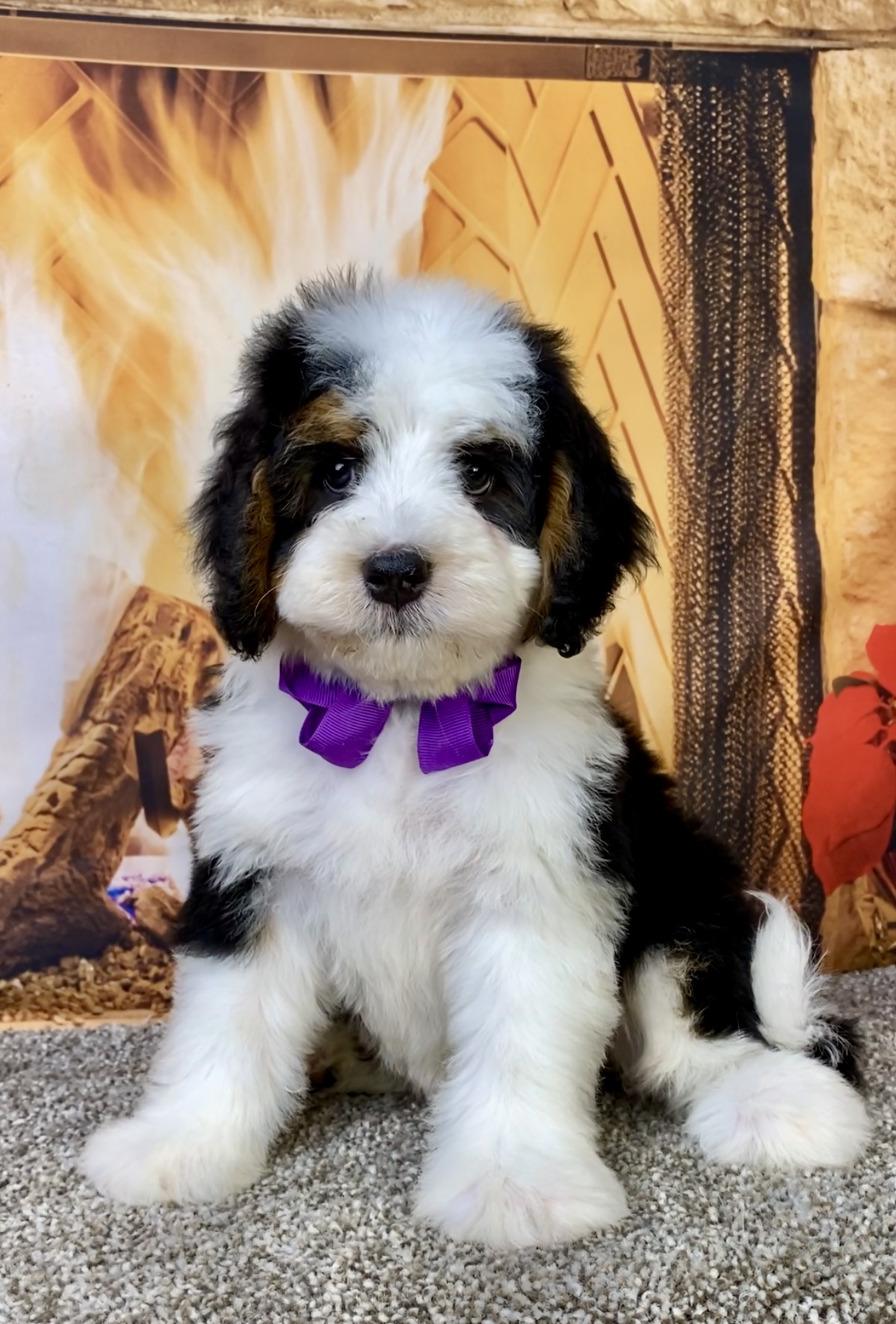 Photo of Ms. Biscuit the Mini-Bernedoodle puppy