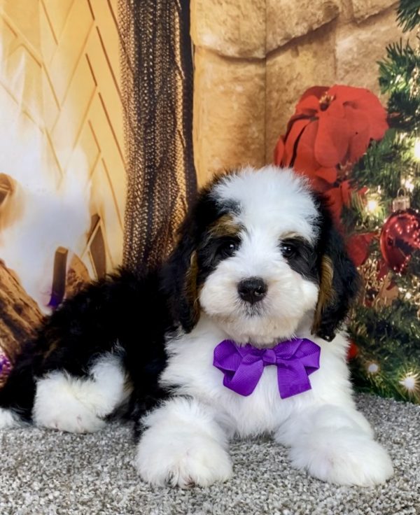 Photo of Ms. Biscuit the Mini-Bernedoodle puppy
