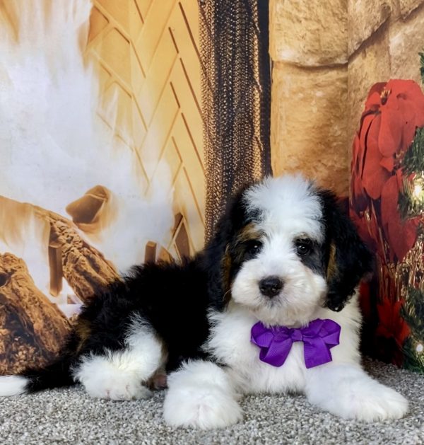 Photo of Ms. Biscuit the Mini-Bernedoodle puppy
