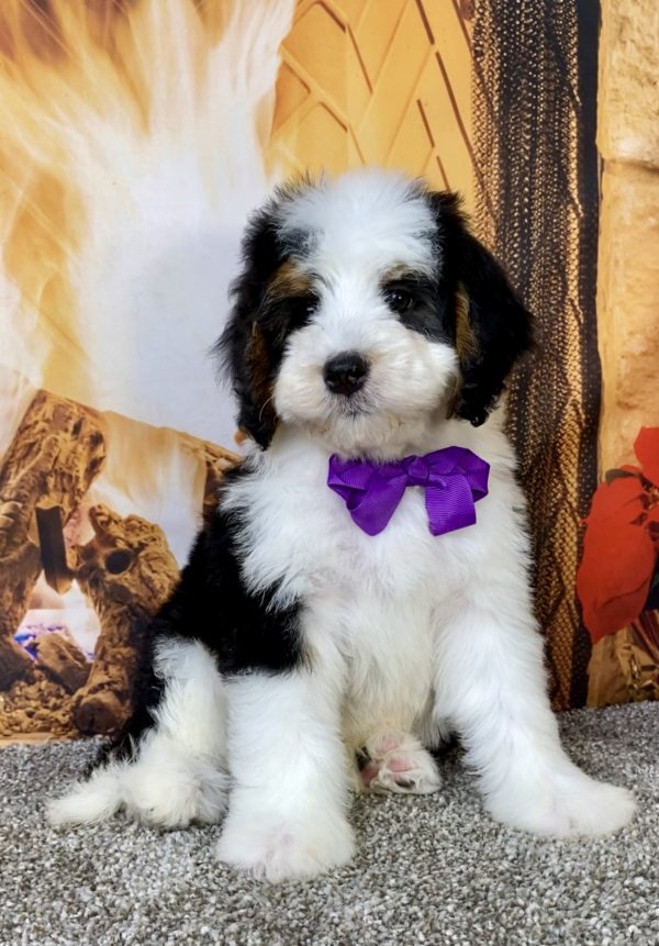 Photo of Ms. Biscuit the Mini-Bernedoodle puppy