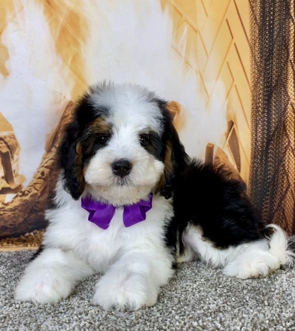 Photo of Ms. Biscuit the Mini-Bernedoodle puppy