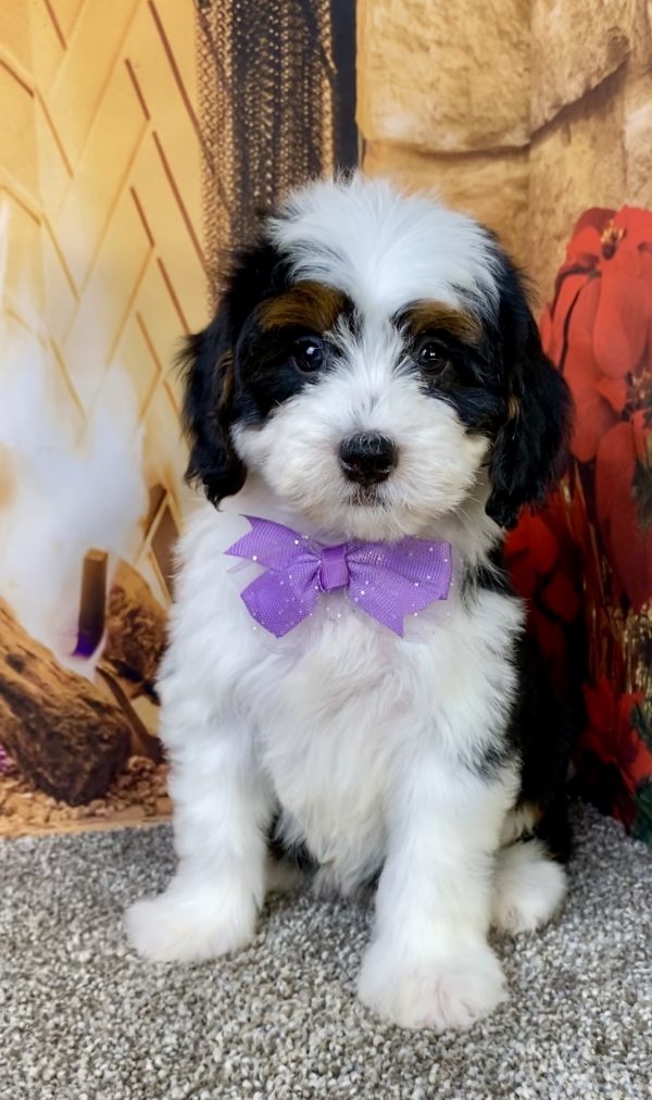 Ms. Brianna the  Mini-Bernedoodle puppy