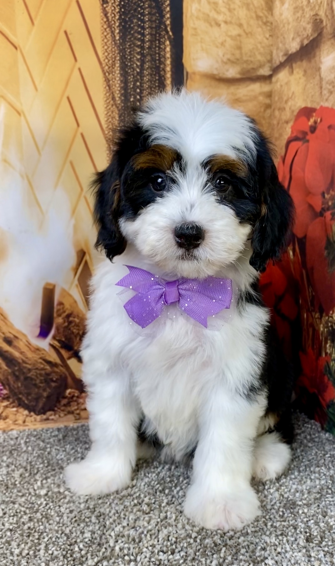 Photo of Ms. Brianna the Mini-Bernedoodle puppy