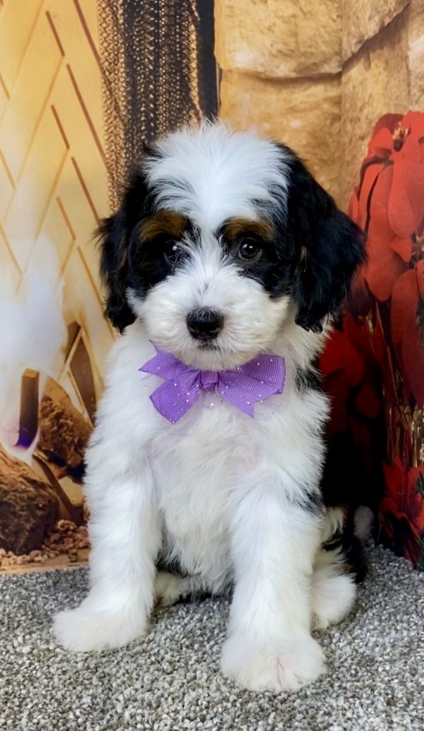 Photo of Ms. Brianna the Mini-Bernedoodle puppy