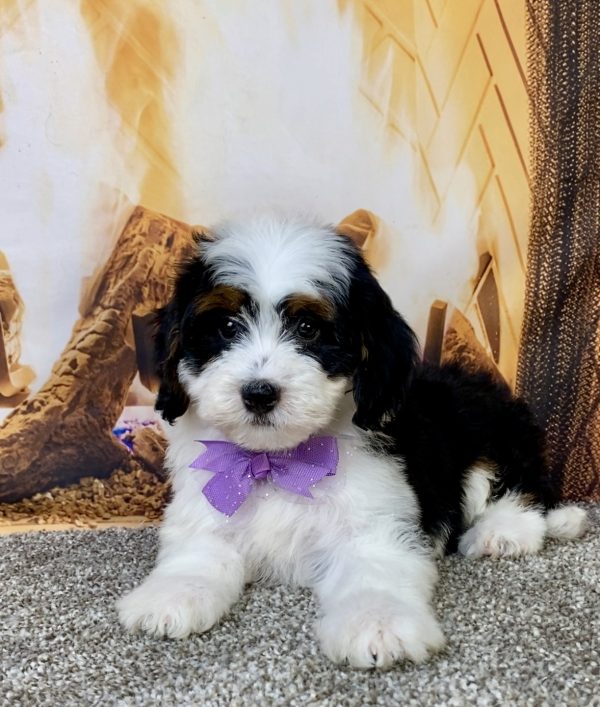 Photo of Ms. Brianna the Mini-Bernedoodle puppy