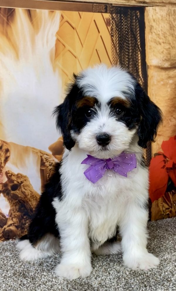 Photo of Ms. Brianna the Mini-Bernedoodle puppy