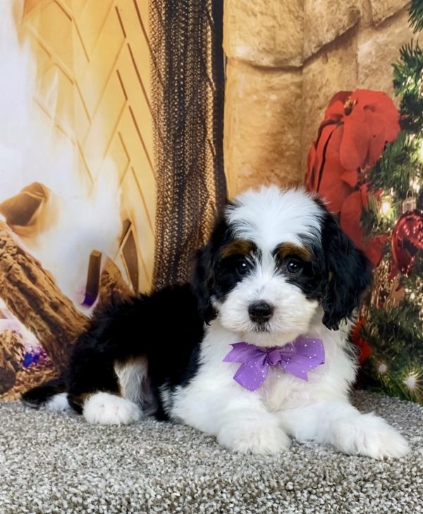 Photo of Ms. Brianna the Mini-Bernedoodle puppy