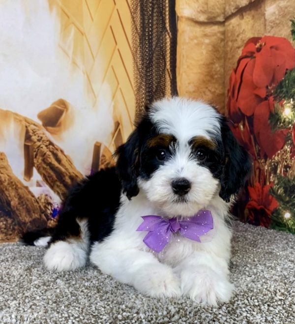 Photo of Ms. Brianna the Mini-Bernedoodle puppy