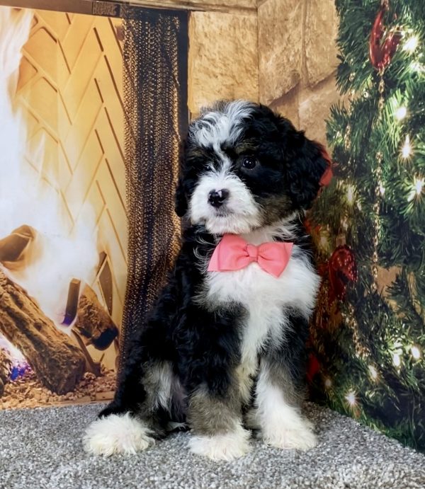 Photo of Ms. Calli the Mini-Bernedoodle puppy