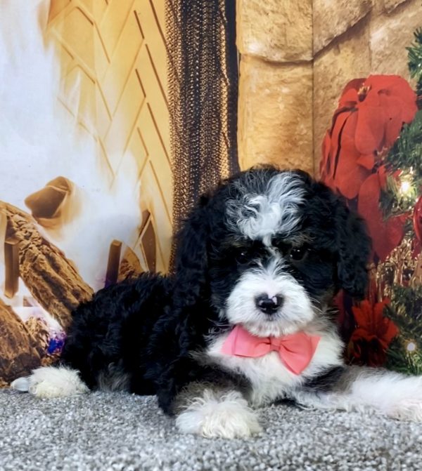 Photo of Ms. Calli the Mini-Bernedoodle puppy