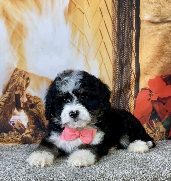 Photo of Ms. Calli the Mini-Bernedoodle puppy