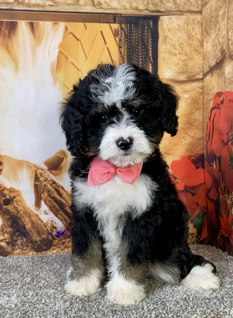 Photo of Ms. Calli the Mini-Bernedoodle puppy