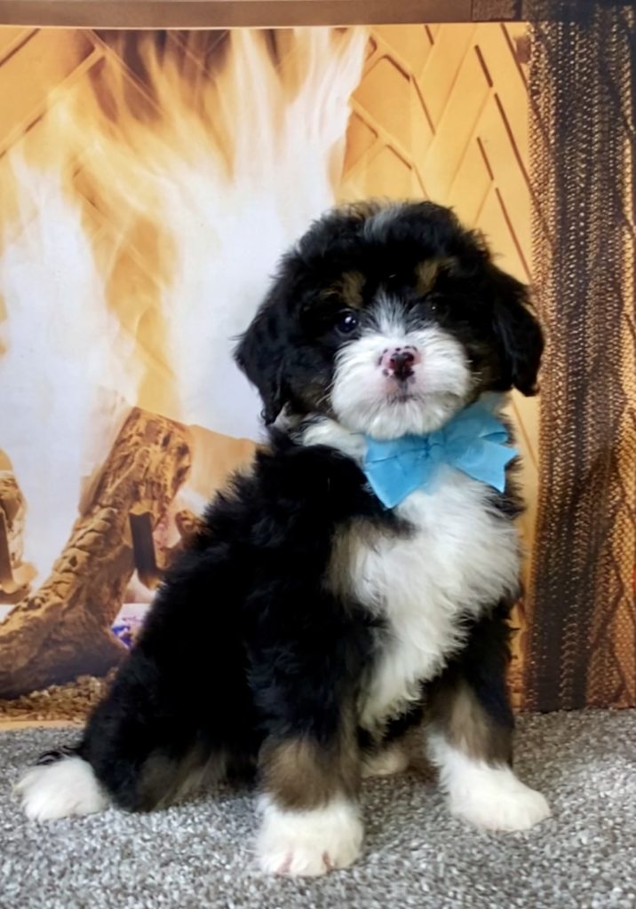Photo of Ms. Carl the Mini-Bernedoodle puppy