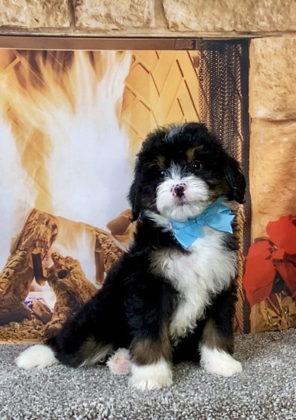 Photo of Ms. Carl the Mini-Bernedoodle puppy