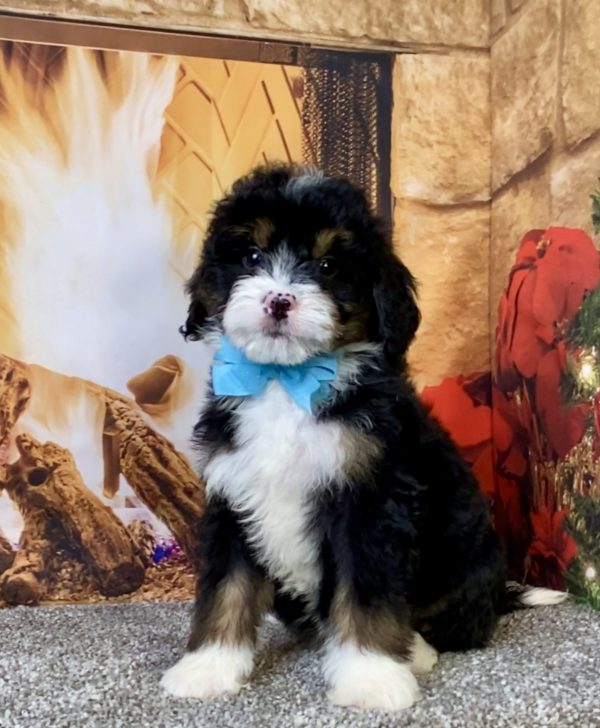 Photo of Ms. Carl the Mini-Bernedoodle puppy