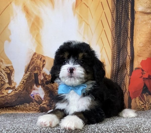 Photo of Ms. Carl the Mini-Bernedoodle puppy