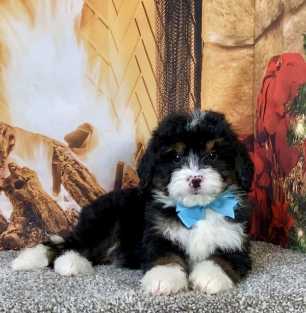 Photo of Ms. Carl the Mini-Bernedoodle puppy