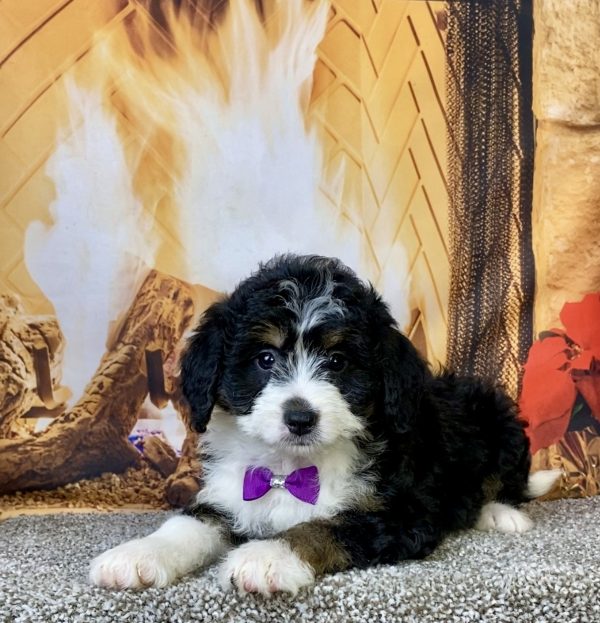 Ms. Carly the  Mini-Bernedoodle puppy