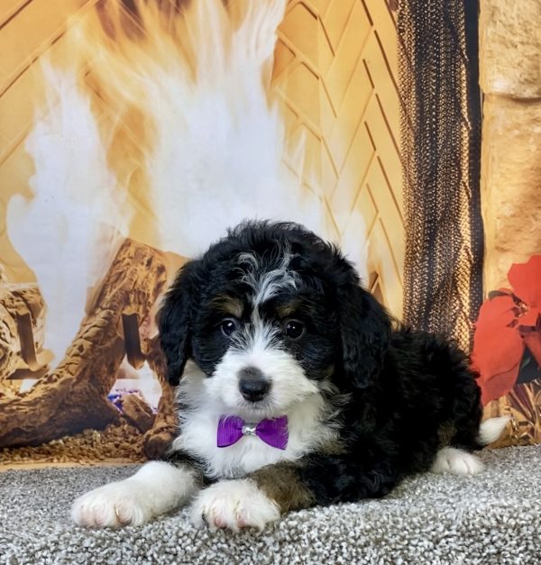 Photo of Ms. Carly the Mini-Bernedoodle puppy