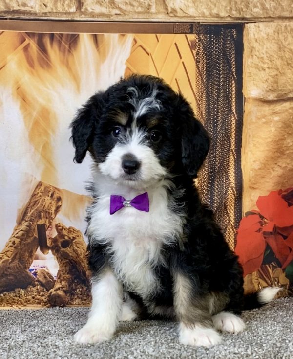 Photo of Ms. Carly the Mini-Bernedoodle puppy