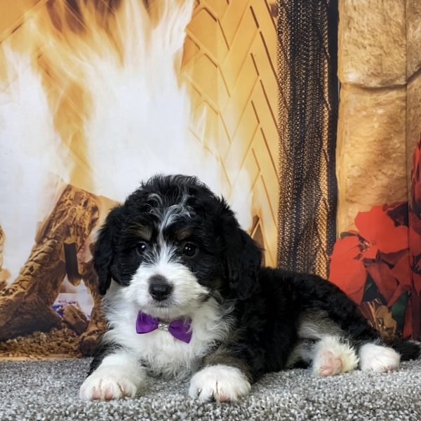 Photo of Ms. Carly the Mini-Bernedoodle puppy