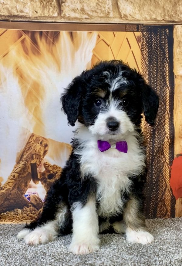 Ms. Carly the  Mini-Bernedoodle puppy