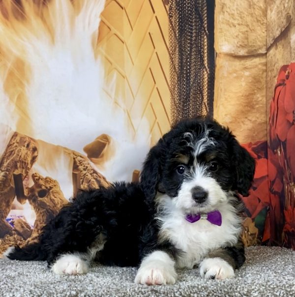 Photo of Ms. Carly the Mini-Bernedoodle puppy