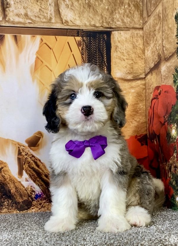 Photo of Ms. Chai the Mini-Bernedoodle puppy