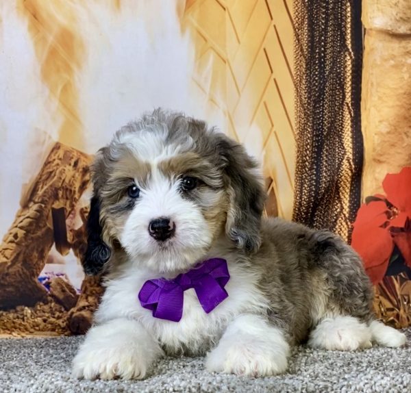 Photo of Ms. Chai the Mini-Bernedoodle puppy