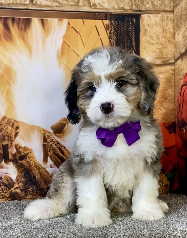 Ms. Chai the  Mini-Bernedoodle puppy