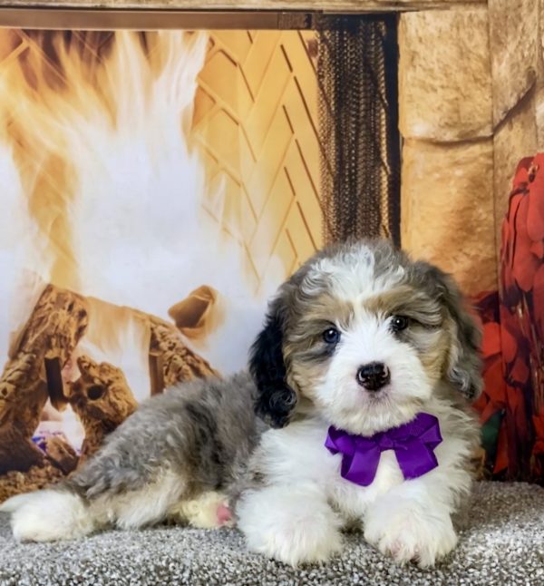 Photo of Ms. Chai the Mini-Bernedoodle puppy