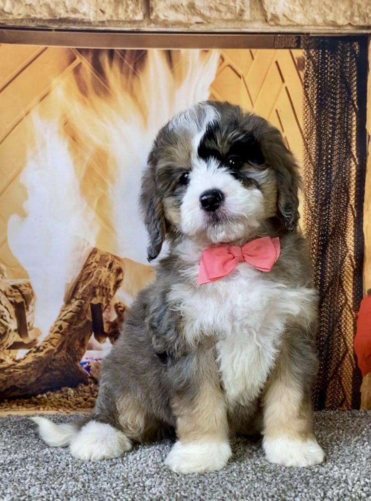 Photo of Ms. Cindy the Mini-Bernedoodle puppy