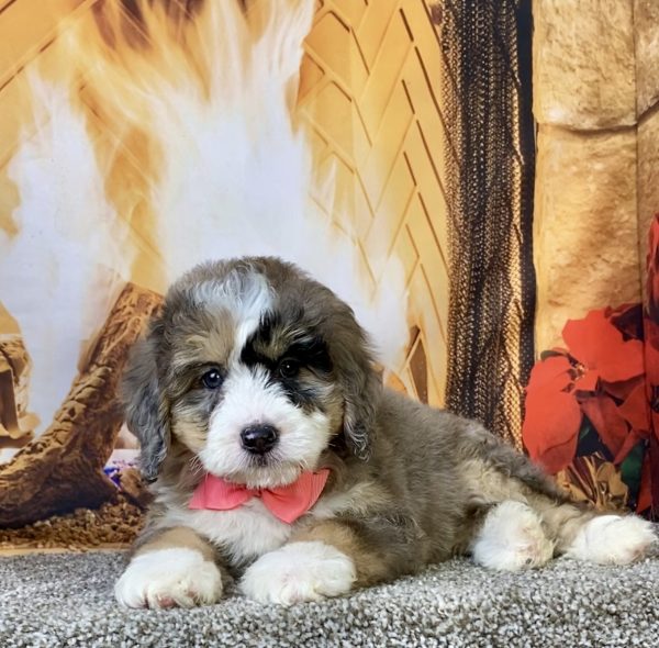 Photo of Ms. Cindy the Mini-Bernedoodle puppy