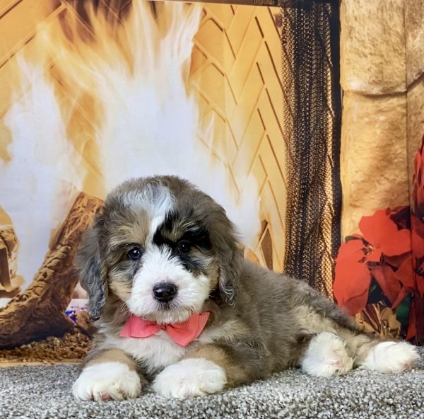 Photo of Ms. Cindy the Mini-Bernedoodle puppy