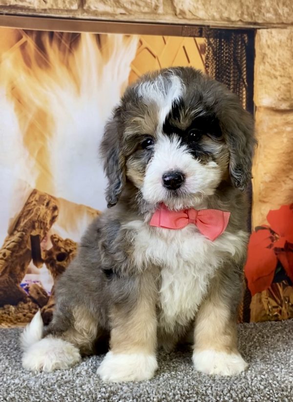 Photo of Ms. Cindy the Mini-Bernedoodle puppy