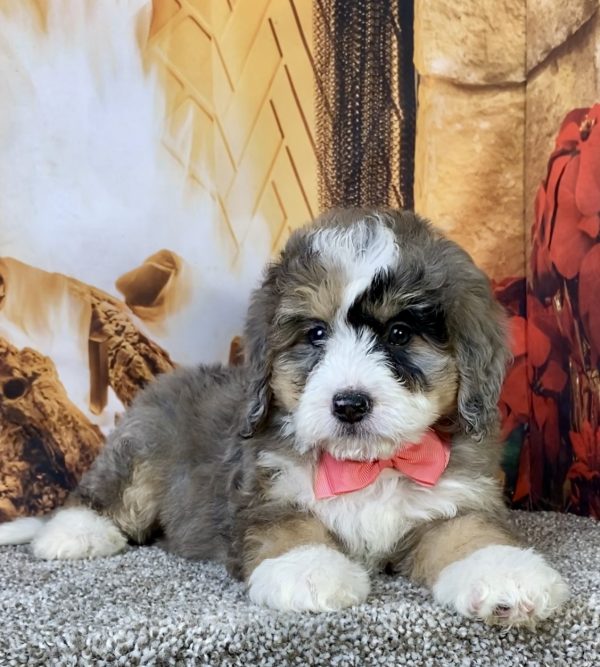 Photo of Ms. Cindy the Mini-Bernedoodle puppy