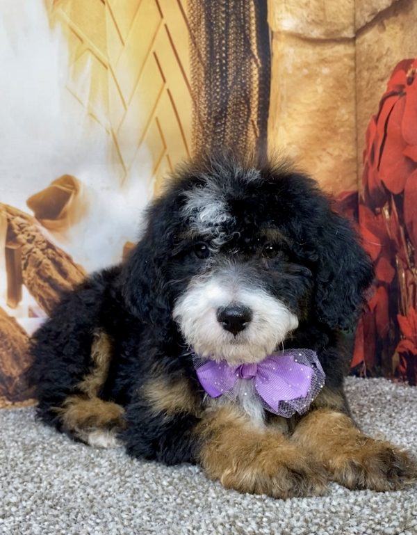 Photo of Ms. Daisy the Mini-Bernedoodle puppy