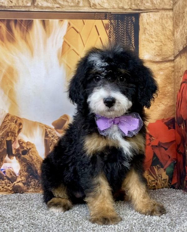 Ms. Daisy the Mini-Bernedoodle puppy