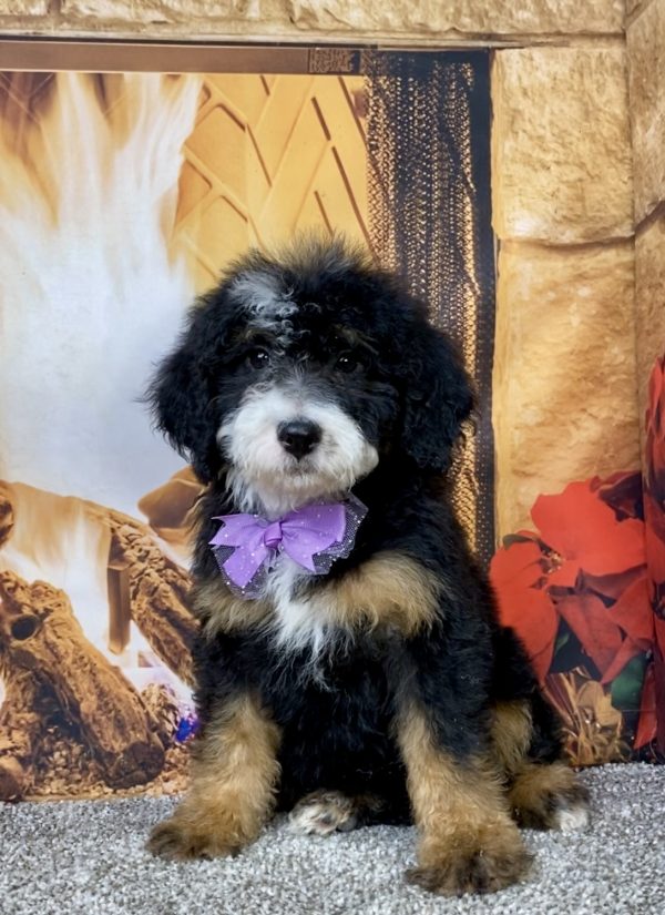 Photo of Ms. Daisy the Mini-Bernedoodle puppy