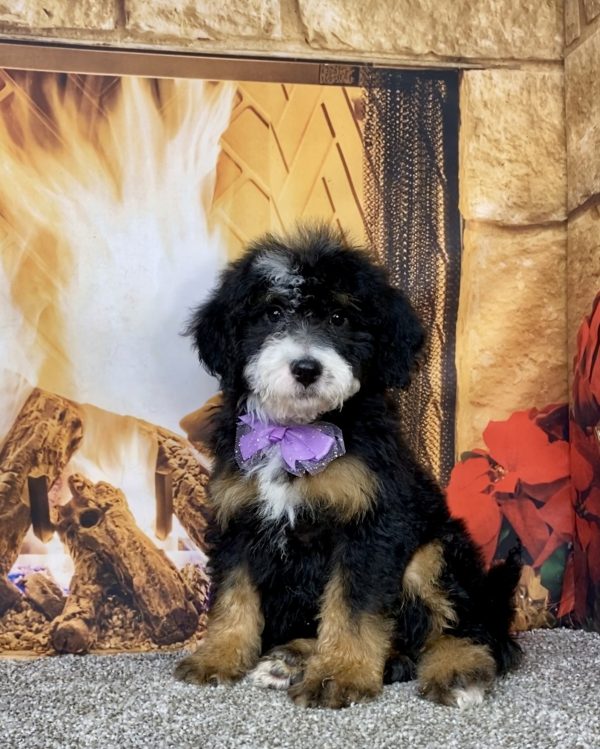 Photo of Ms. Daisy the Mini-Bernedoodle puppy